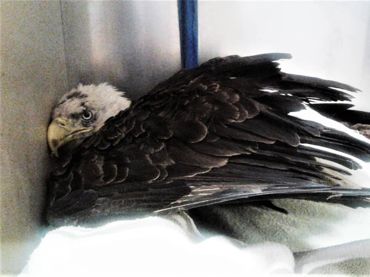 The eagle was not able to stand when it arrived at the Atlantic Veterinary College in Charlottetown, and its condition was not improving. (Atlantic Veterinary College - image credit)