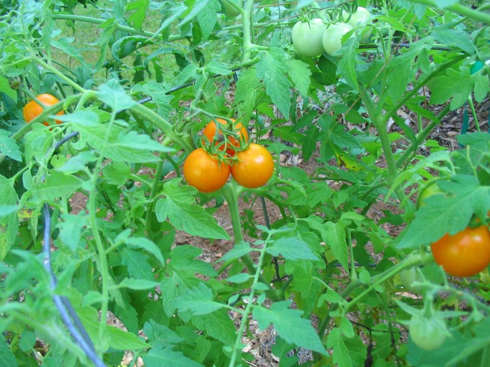 Transplanting tomato seedlings into the garden in late February or early March will allow fruit production before the extreme summer heat and pest pressure begins.