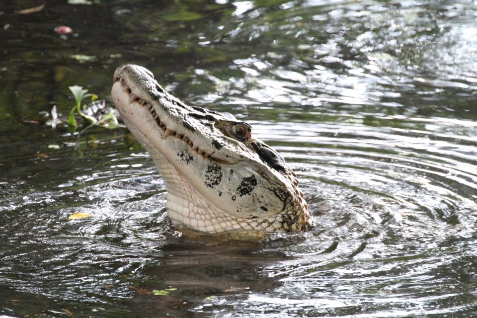 The black caiman is the largest of the caiman species of crocodile and reaches sizes up to 17 feet long.