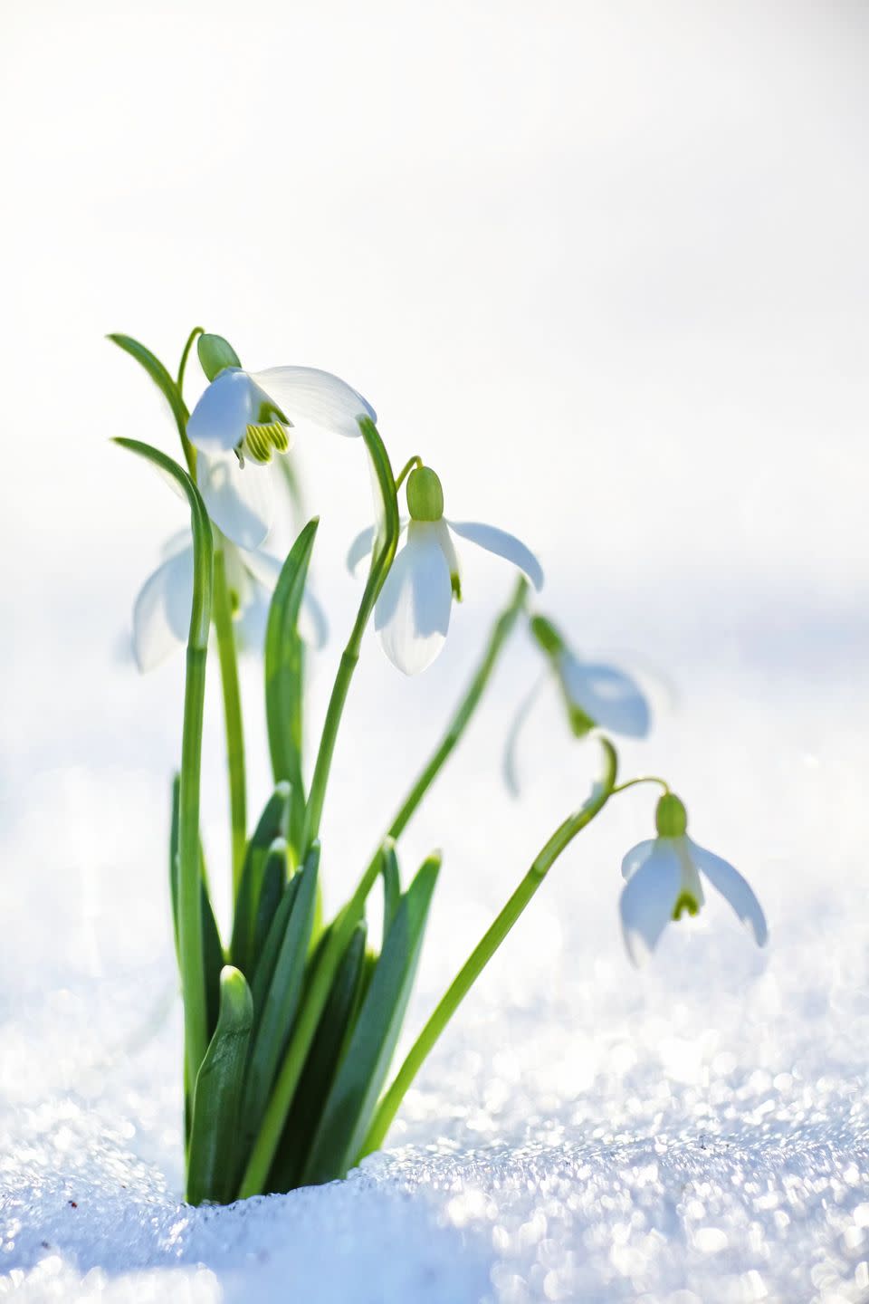 a close up of snowdrop flowers in snow