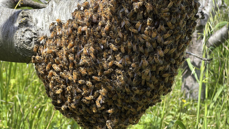 Bees from a hive of beekeeper Gene Brandi gather around a cherry tree at an orchard in San Juan Bautista, Calif., Thursday, Aug. 6, 2023. Brandi said he had to feed his bees twice as much as usual during almond pollination. But with spring rushing in, he said he'll take his hives to the California coast where bees can forage on a native plant to make sage honey, a premium product that he can only make every few years when there's ample rain. (AP Photo/Terry Chea)