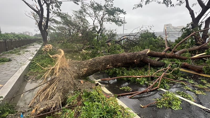 颱風海葵帶來強風，台東3日出現不少災情，台東市志航路和太原路間多棵大樹遭連根拔起。（中央社）