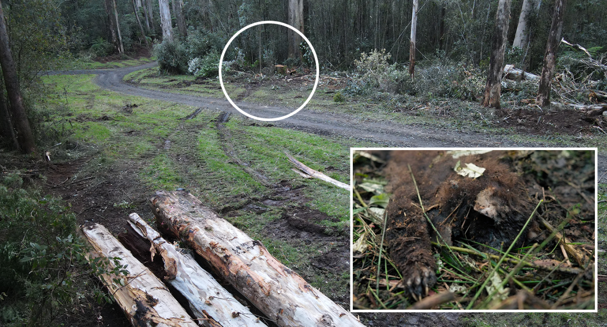 A circle around the tree felled in the Yarra Ranges National Park. Logs cut from the tree in the foreground. The dead glider in the inset.