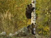 Tourists feeding them, inappropriate refuse management, fields of crops extending near their habitat also affect the bears' behaviour, according to environmentalists