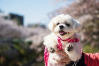 <p>A Morkie is a Maltese bred with a Yorkie, and it's the most adorable dog out there. However, according to Animalso, in order to keep them from destroying your house, you <a href="https://animalso.com/breeds/morkie/" rel="nofollow noopener" target="_blank" data-ylk="slk:need to exercise them;elm:context_link;itc:0;sec:content-canvas" class="link ">need to exercise them</a> as much as possible. </p><p><em><strong>READ MORE</strong>: <a href="https://www.womansday.com/life/pet-care/g27681490/how-to-get-rid-of-fleas-on-dogs/" rel="nofollow noopener" target="_blank" data-ylk="slk:Get Rid of Those Pesky Fleas With These Easy Techniques;elm:context_link;itc:0;sec:content-canvas" class="link ">Get Rid of Those Pesky Fleas With These Easy Techniques</a></em></p>