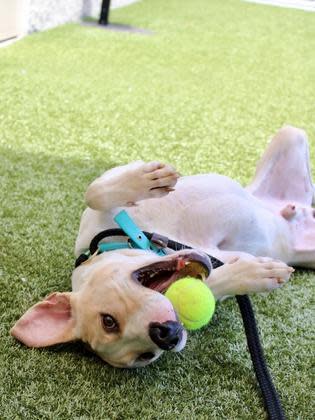 Echo Dot is available for adoption at the Humane Society for Hamilton County