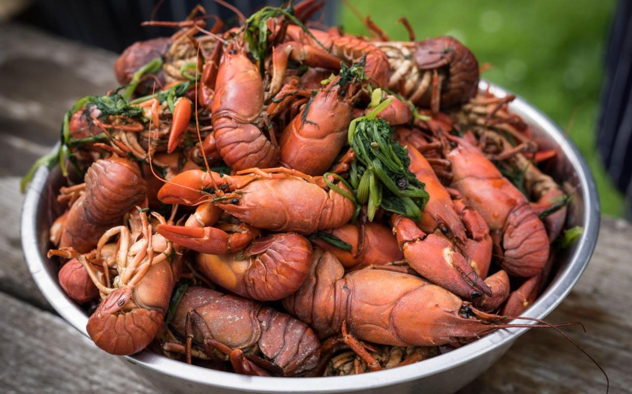 Crayfish are a guilt-free alternative to lobster and prawns, Lord Randall has said - Andrew Crowley