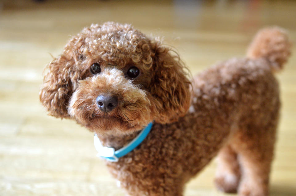 Caniche nain (Getty Images)