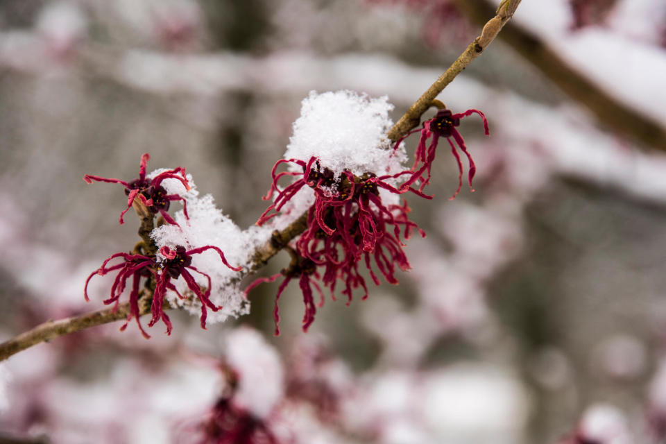 Witch hazel in a winter garden