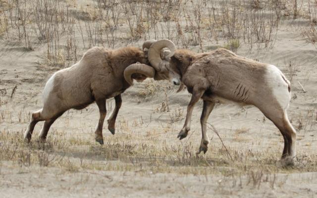 The battle for power in the animal world isn't always about brute force. <a href="https://www.gettyimages.com/detail/photo/big-horn-sheep-fighting-royalty-free-image/144718207" rel="nofollow noopener" target="_blank" data-ylk="slk:photofellow/iStock via Getty Images Plus;elm:context_link;itc:0" class="link ">photofellow/iStock via Getty Images Plus</a>
