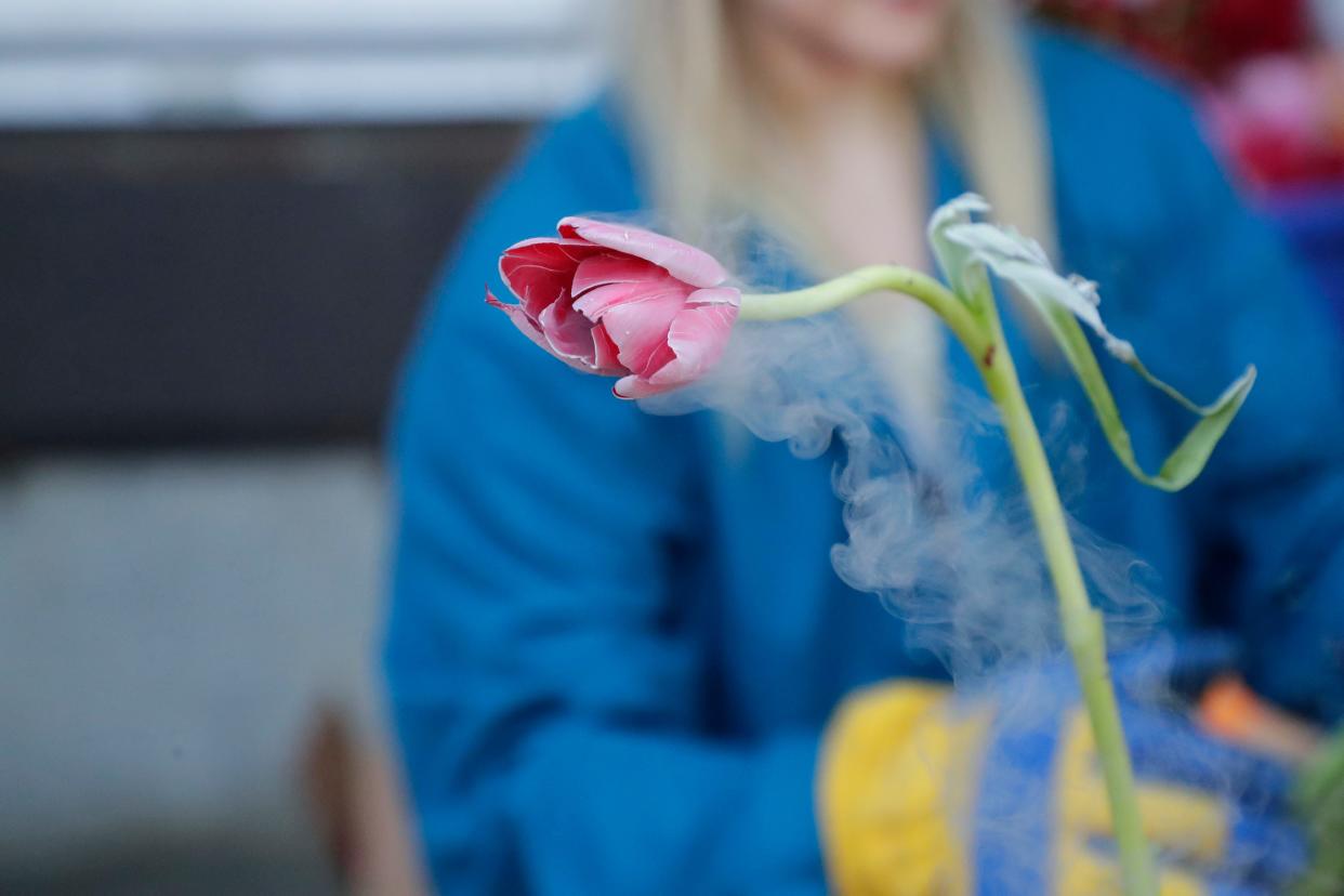 A flower frozen with liquid nitrogen. Hundreds attend the MagLab open house to learn about science, Saturday Feb. 23, 2019.