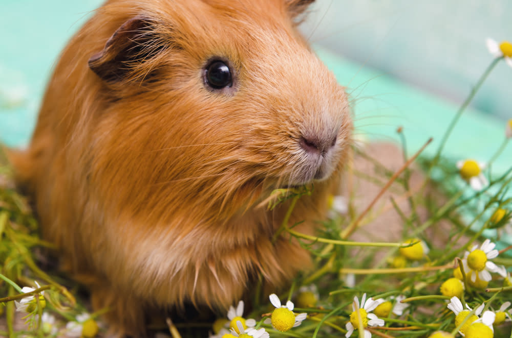 A computer is frantically giving guinea pigs the cutest names ever