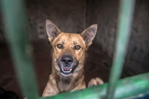 Animal rights advocates have tried to offer solutions, actively removing dogs from the streets and giving them homes, such as the Hope shelter west of Cairo