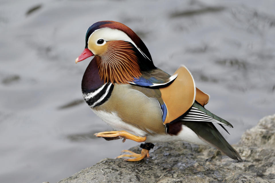 Un pato mandarín camina en Central Park en Nueva York el miércoles 5 de diciembre de 2018. (AP Foto/Seth Wenig)