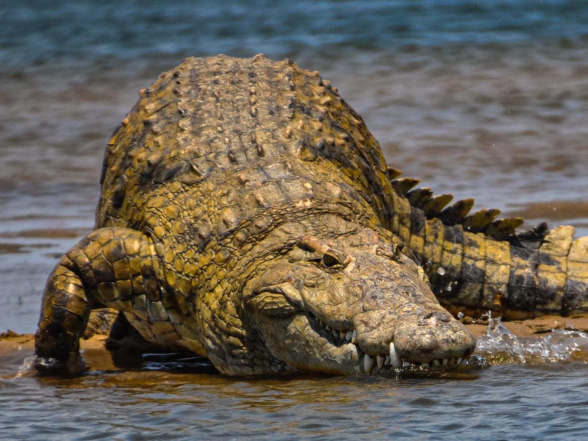 Krokodile rannten zu den weinenden Babys.  Je höher der Stresspegel des Säuglings ist, desto stärker reagiert der Fleischfresser.