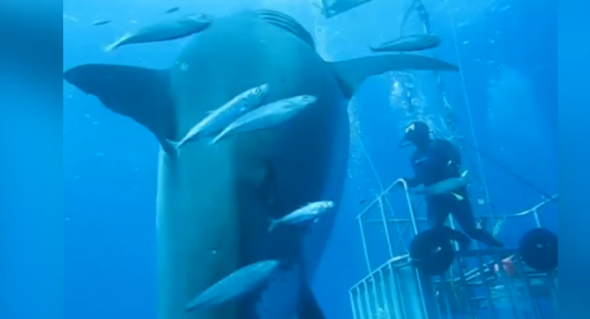 Diver's close encounter with enormous 20ft great white shark (video)