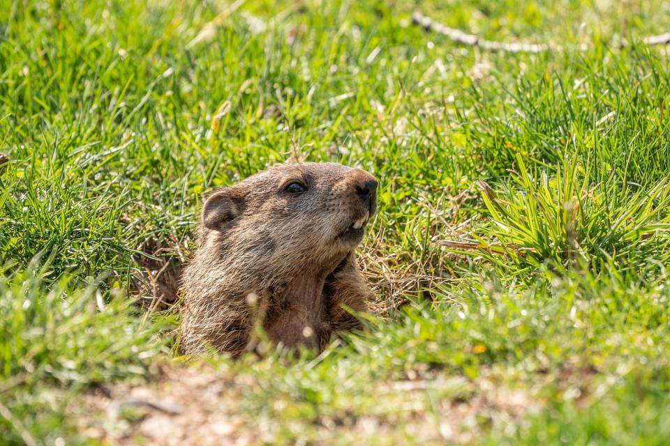 Groundhog Day 2023: Will Punxsutawney Phil See His Shadow?