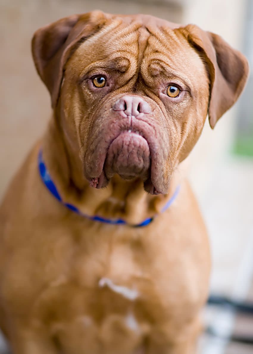 are french mastiffs quiet dogs