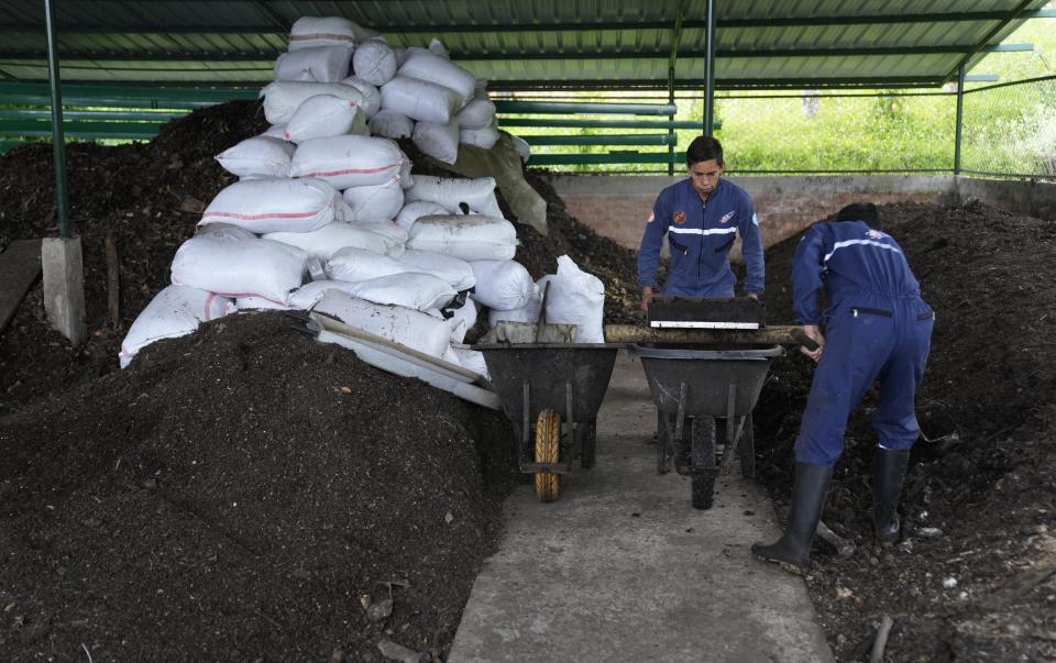 Empleados de Tierra Viva tamizan abono en Tunja, Colombia, el martes 15 de noviembre de 2022. (AP Foto/Fernando Vergara)