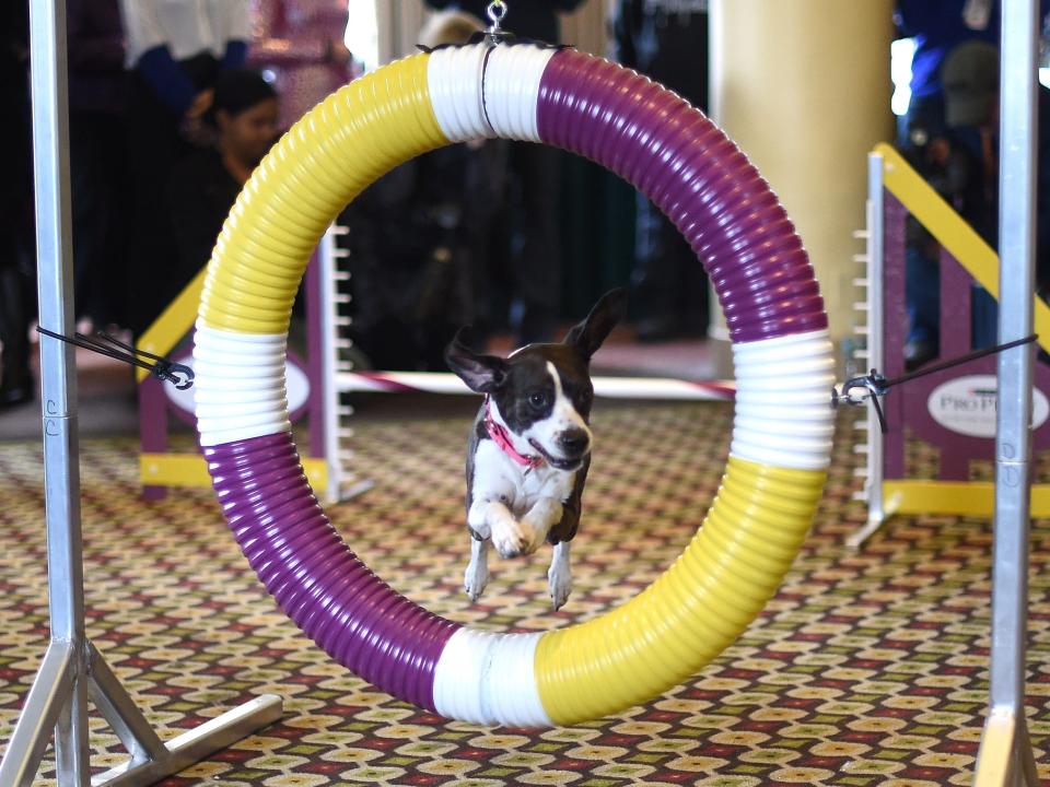 Hailey was the All American dog winner in the 2016 Agility Championship.