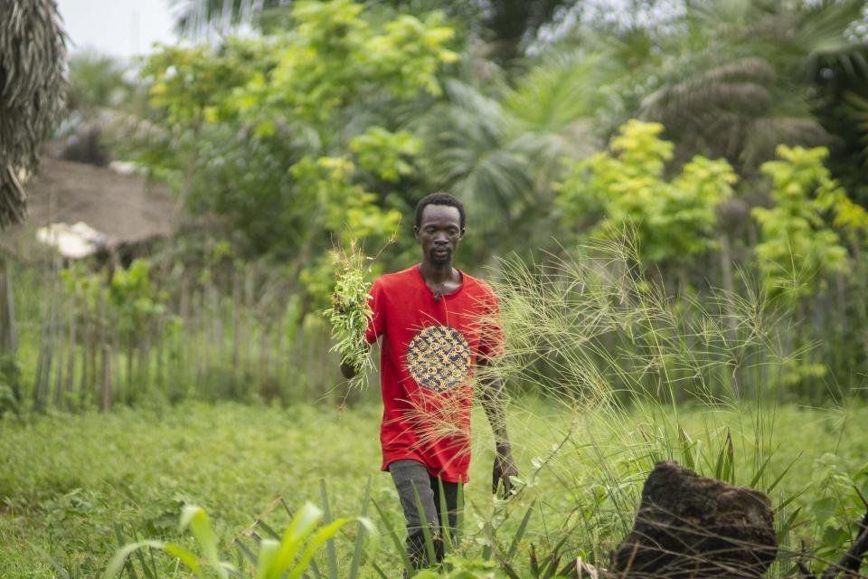 Adore Ngaka inspects his crops which he says have been damaged due to pollution caused by oil drilling near his village of Tshiende, Moanda, Democratic Republic of the Congo, Saturday, Dec. 23, 2023. (AP Photo/Mosa'ab Elshamy)