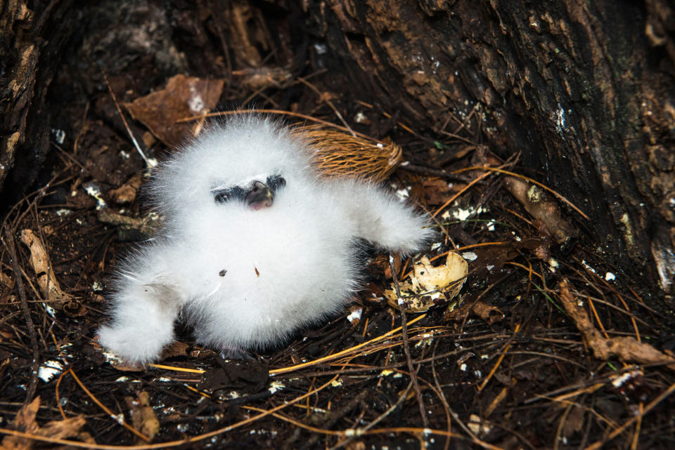 Tiny White-tailed tropicbird