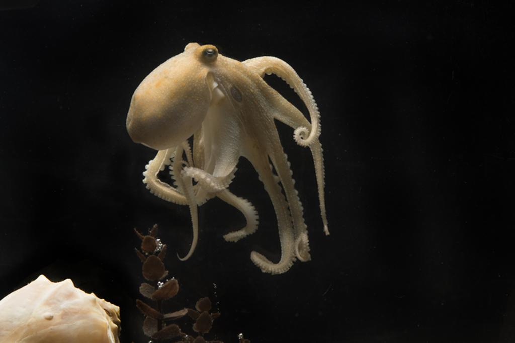 Octopus bimaculoides (Tom Kleindinst, Marine Biological Laboratory)