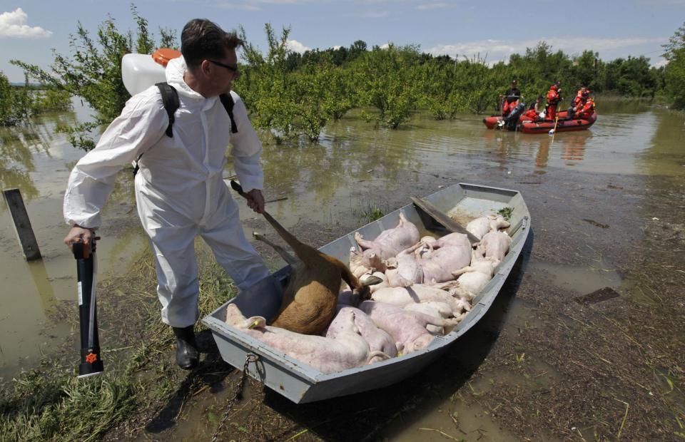 A veterinarian places a dead deer along with drowned pigs in a boat for disinfection, during heavy floods in the village of Prud