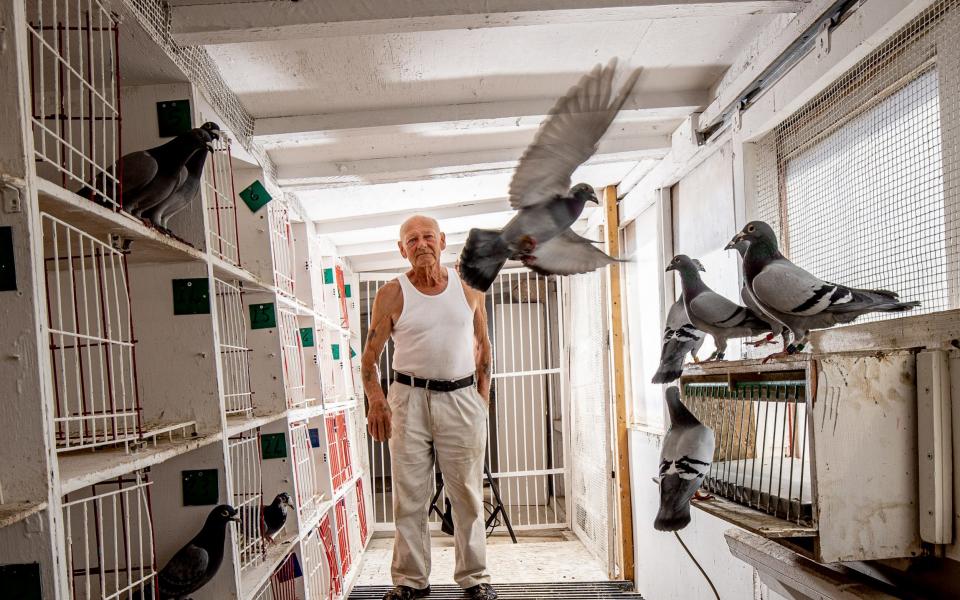 John Greenfield at his pigeon loft in Helmsley West Yorkshire UK Who has organised the first Pigeon race since Covid - Charlotte Graham