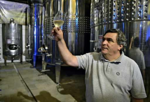 Wine expert Carlos Abarzua examines a glass of white wine at the Familia Geisse vineyard in Pinto Bandeira in southern Brazil, a region gaining a reputation for high-quality sparkling wine