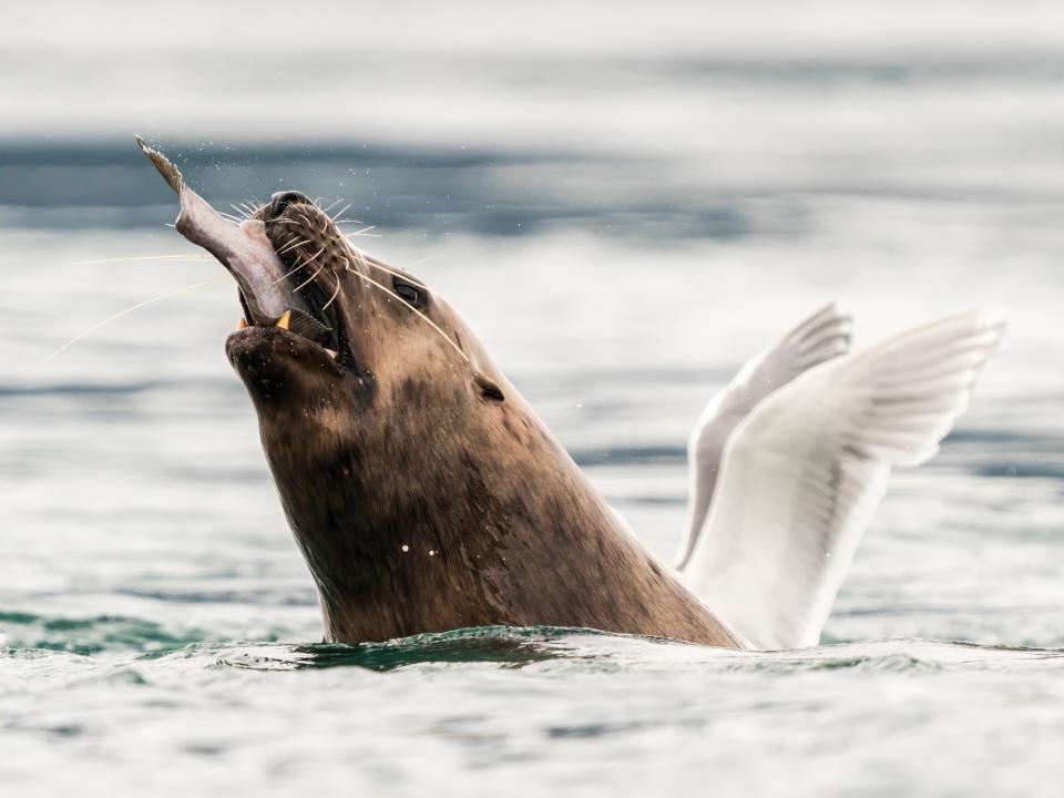 A sea lion eats a fish, with a bird in the background making it look like the sea lion has wings