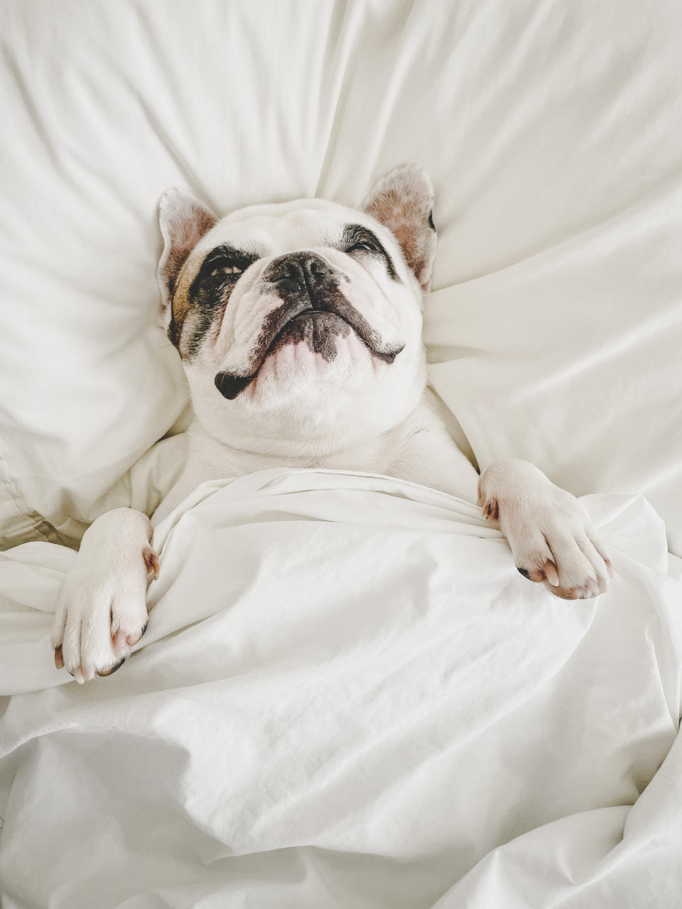 Human brains and dog brains function similarly during sleep. We both have the same type of slow wave sleep and rapid eye movement (or REM). During the REM stage, dogs can dream just like humans. If you see your dog is sleeping and you see their paws moving or twitching, it means they are most likely dreaming.