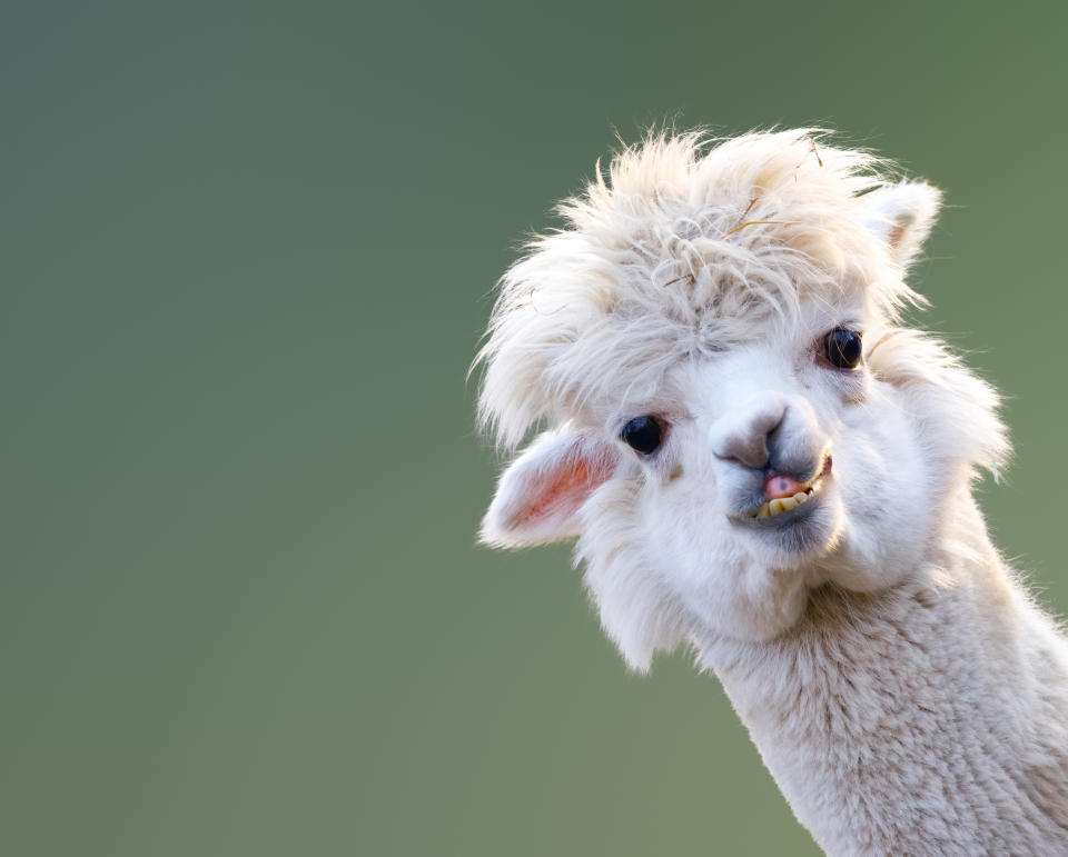 Alpaca