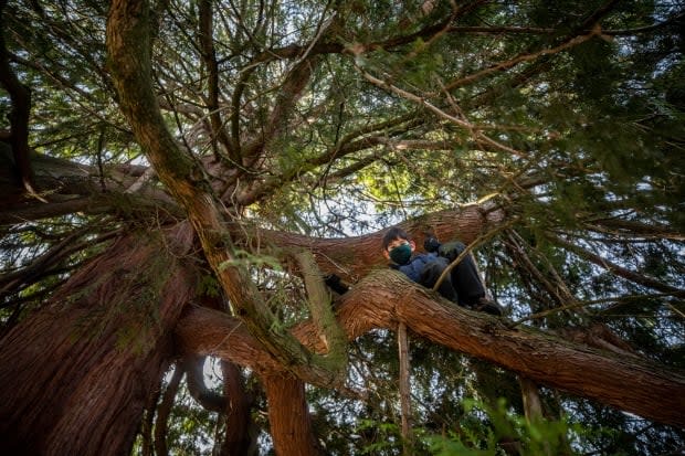 Ted Satake, 13, is pictured in the branches of the 200-year-old tree on March 16. 