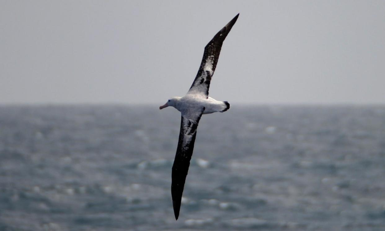 <span>A wandering albatross skims across the Southern Ocean, where it is more usually found.</span><span>Photograph: Dean Lewins/AAP</span>