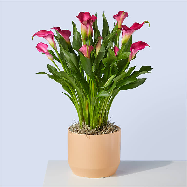 <p><a href="https://go.redirectingat.com?id=74968X1596630&url=https%3A%2F%2Fwww.proflowers.com%2Fproduct%2Fmy-darling-pink-calla-lily-plant-prd-p4045%3Fcid%3Dpfseo%26prid%3Dfollowdts%26variation%3DP4045&sref=https%3A%2F%2Fwww.thepioneerwoman.com%2Fholidays-celebrations%2Fgifts%2Fg42406008%2Fvalentines-day-flowers%2F" rel="nofollow noopener" target="_blank" data-ylk="slk:Shop Now;elm:context_link;itc:0;sec:content-canvas" class="link ">Shop Now</a></p><p>ProFlowers My Darling Pink Calla Lily Plant</p><p>proflowers.com</p><p>$65.00</p><span class="copyright">ProFlowers </span>