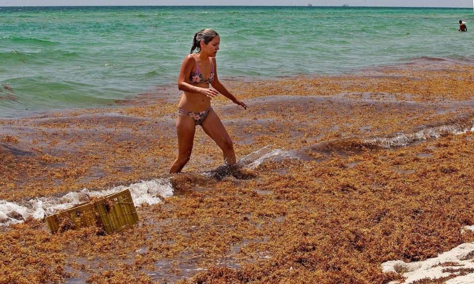 Mónica Madrigal sale del océano a través de una gruesa capa de sargazo que fue arrastrada a la orilla por la zona de 71 Street, en Miami Beach, el martes 28 de julio de 2020.