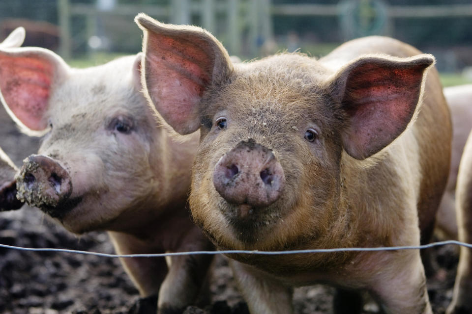 Two pigs stand close together behind a thin wire fence, their snouts are dirty from rooting around in the soil. The image relates to work and money