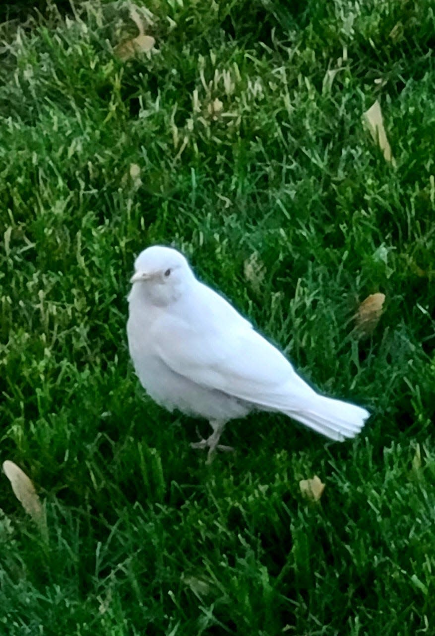 This albino robin was spotted in Frenchtown Township. Apparently, there is a 1 in 30,000 chance of seeing one of these rare birds. Provided by Katen Braunlich