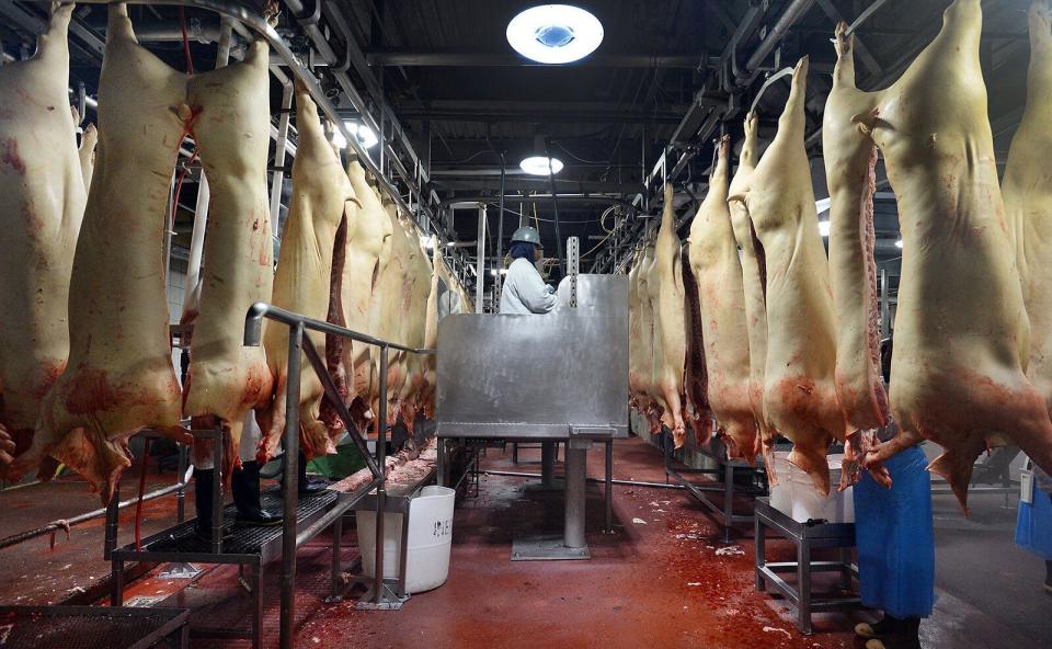 Pigs are weighed at the Smithfield Foods processing facility on Oct. 9, 2014, in Clinton, North Carolina. Workers at Smithfield's plant in Milan, Missouri, say the company failed to protect them from coronavirus. (Raleigh News & Observer via Getty Images)