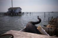 <p>A duck decoy rests in a wooden box on a shanty on Tangier Island, Virginia, Aug. 2, 2017. (Photo: Adrees Latif/Reuters) </p>