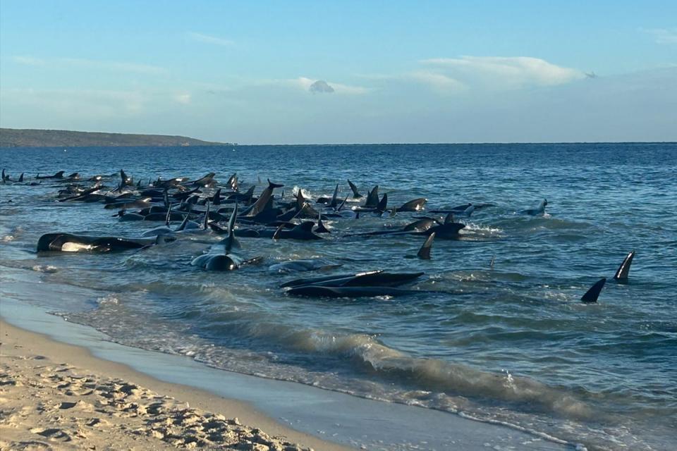 Marine biologists are working to save the whales (Department of Biodiversity, Conservation and Attractions)