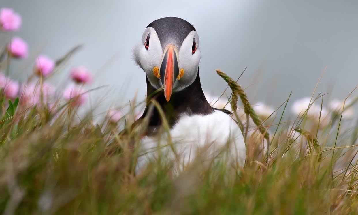 <span>A puffin at RSPB Bempton Cliffs reserve in Bridlington, the East Riding of Yorkshire. </span><span>Photograph: NurPhoto/Getty Images</span>