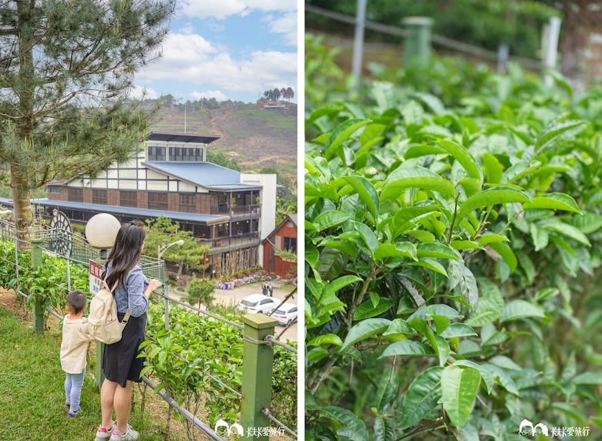 南投魚池｜HOHOCHA喝喝茶日月潭紅茶廠