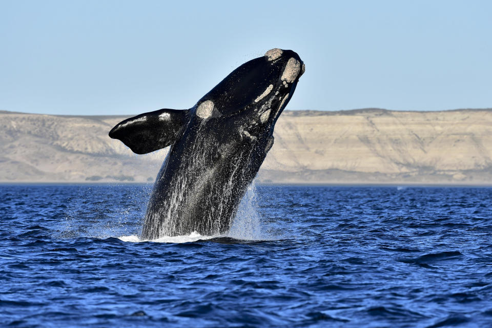 <p>A right whale at El Doradillo Beach, Patagonia, Argentina, Oct. 11, 2017. (Photo: Maxi Jonas/AP) </p>