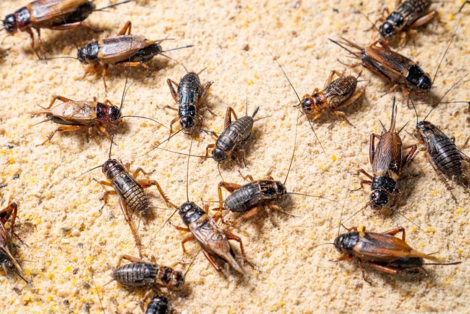 Infestation of many crickets on house floor