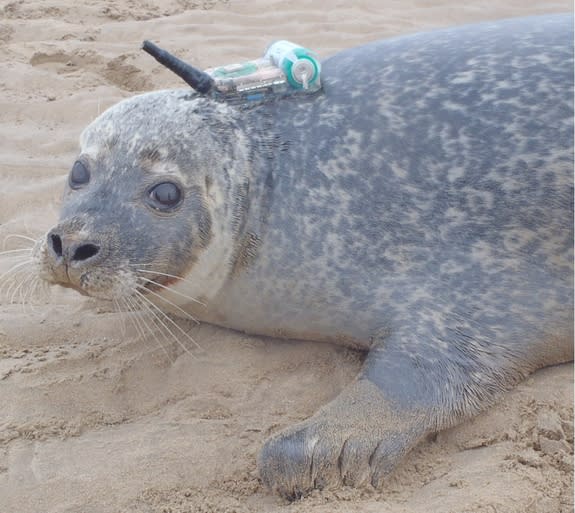 A harbor seal tagged with a GPS phone tag as part of a study of offshore wind farms and seal hunting grounds.