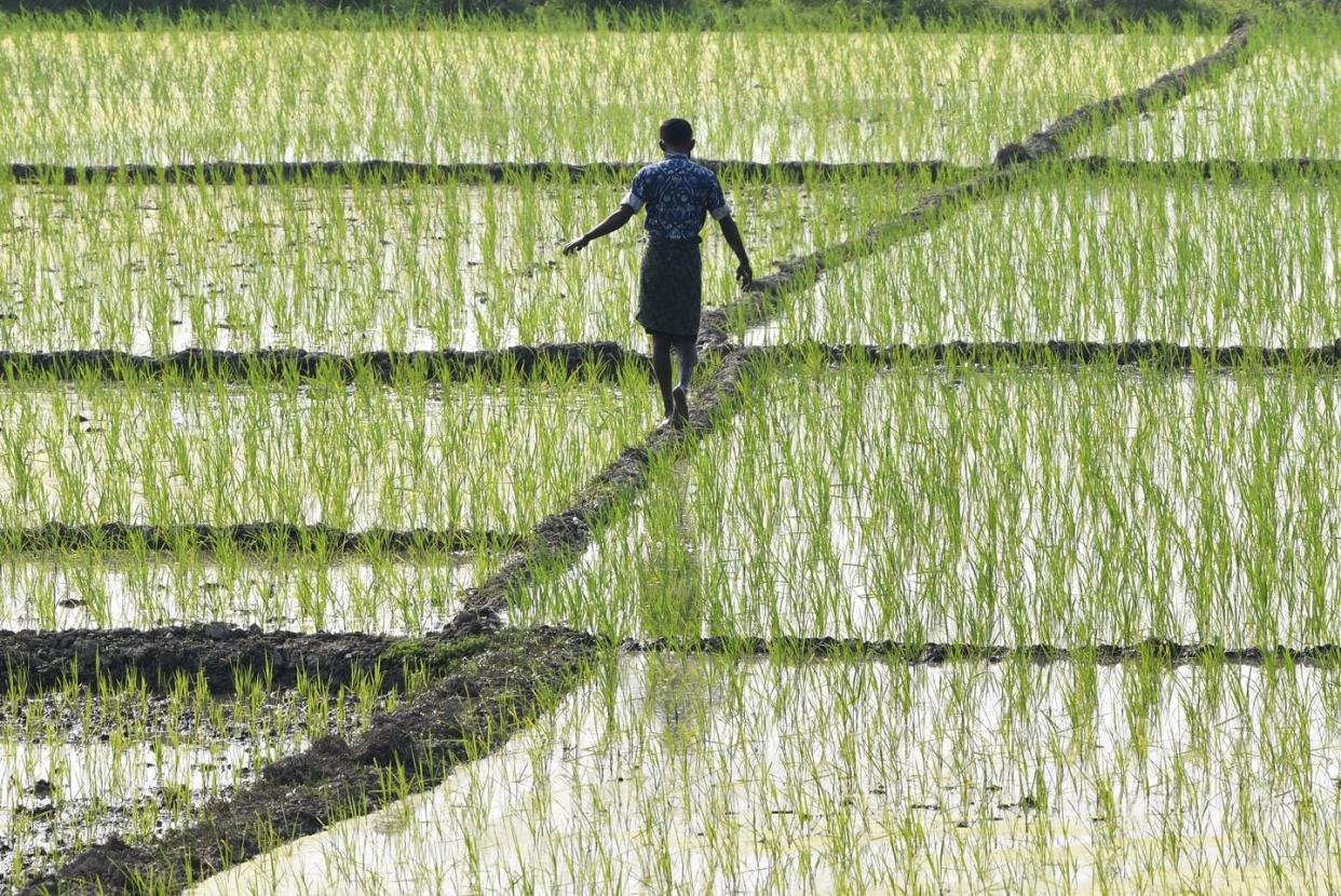 <span class="caption">A farmer walks through a rice paddy in India's northeastern state of Assam. </span> <span class="attribution"><a class="link " href="https://www.gettyimages.com/detail/news-photo/farmer-walks-through-a-paddy-fields-at-mayong-in-morigaon-news-photo/1205044470" rel="nofollow noopener" target="_blank" data-ylk="slk:Buu Boro /AFP via Getty Images;elm:context_link;itc:0;sec:content-canvas">Buu Boro /AFP via Getty Images</a></span>