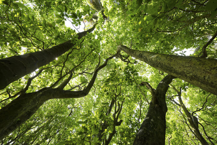 a dense forest canopy