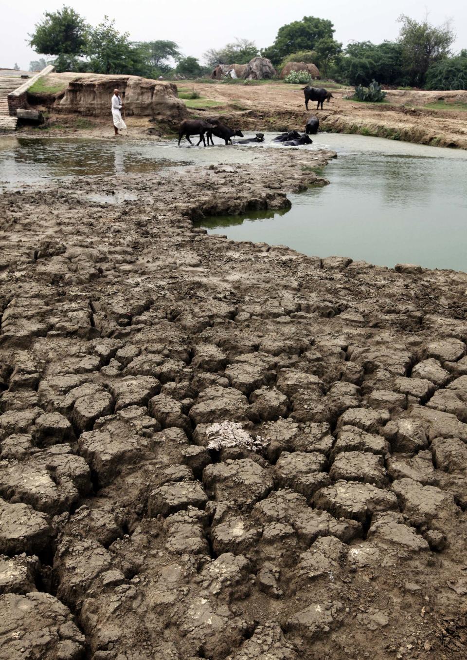 In this Wednesday, Aug. 22, 2012 photo, a herd of cattle is seen near a parched pond that would usually provide drinking water to them in Kathura village, in Haryana, India. The showers, which normally run from June to September, are crucial in a country where 60 percent of the population works in agriculture and less than half the farmland is irrigated. India's Meteorological Department has said it expects the country to get at least 10 percent less rain this year than during a normal monsoon, but large parts of the country have been hit much harder. (AP Photo/Mustafa Quraishi)